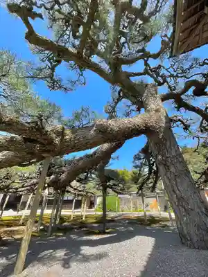 本誓寺(東本誓寺)の自然
