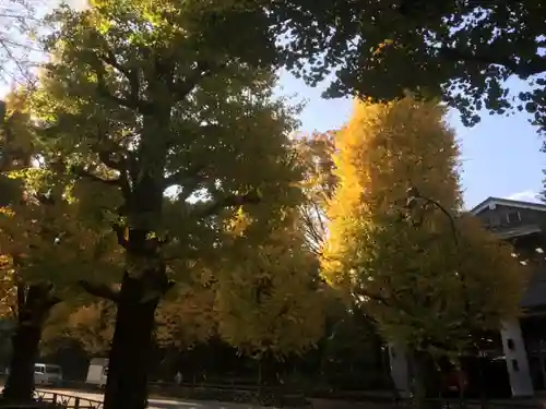 明治神宮の自然