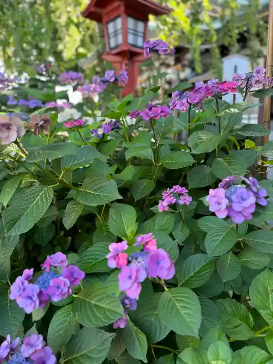 川越八幡宮(埼玉県)