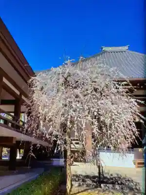 妙法寺(東京都)