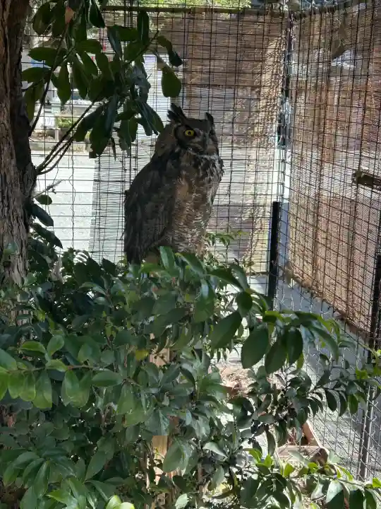 宮地嶽神社の{uncategorized: "未分類", other: "その他", undefined: "問題あり", building: "その他建物", grave: "お墓", sacred_gate: "鳥居", guardian: "狛犬", statue: "像", buddha: "仏像", history: "歴史", nature: "自然", garden: "庭園", animal: "動物", pagoda: "塔", temizu: "手水舎", mountain_gate: "山門・神門", sanctuary: "本殿・本堂", subordinate: "末社・摂社", art: "芸術", scenery: "景色", jizo: "地蔵", ema: "絵馬", goshuin: "御朱印", omikuji: "おみくじ", items: "授与品その他", amulet: "お守り", goshuincho: "御朱印帳", eats: "食事", festival: "お祭り", votive_dance: "神楽", shichigosan: "七五三参", wedding: "結婚式", experience: "体験その他", initially: "初詣", around: "周辺", anti_infection: "感染症対策"}