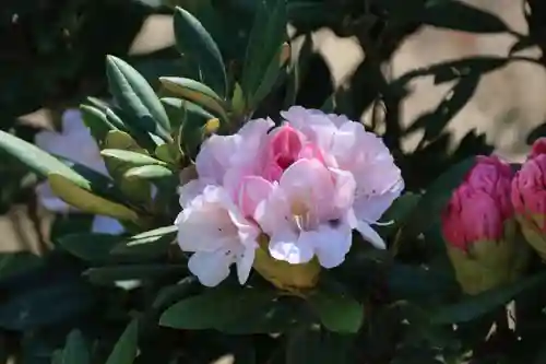 三春大神宮の庭園