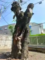八雲神社(埼玉県)