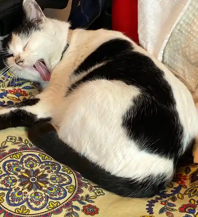 賀茂別雷神社の動物