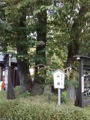 櫻木神社(千葉県)