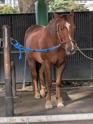 明治神宮(東京都)