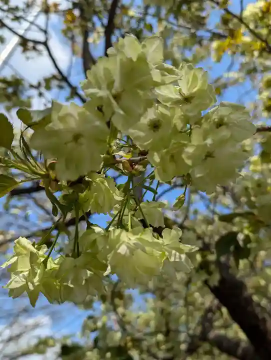 相模原氷川神社(神奈川県)