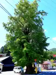 六所神社の自然