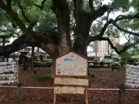 諫早神社(九州総守護 四面宮)の自然