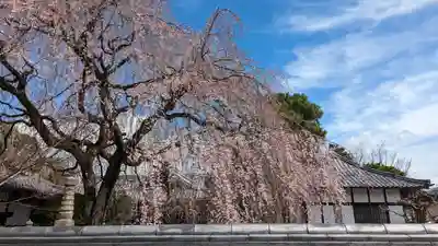 本満寺(本願満足寺)(京都府)