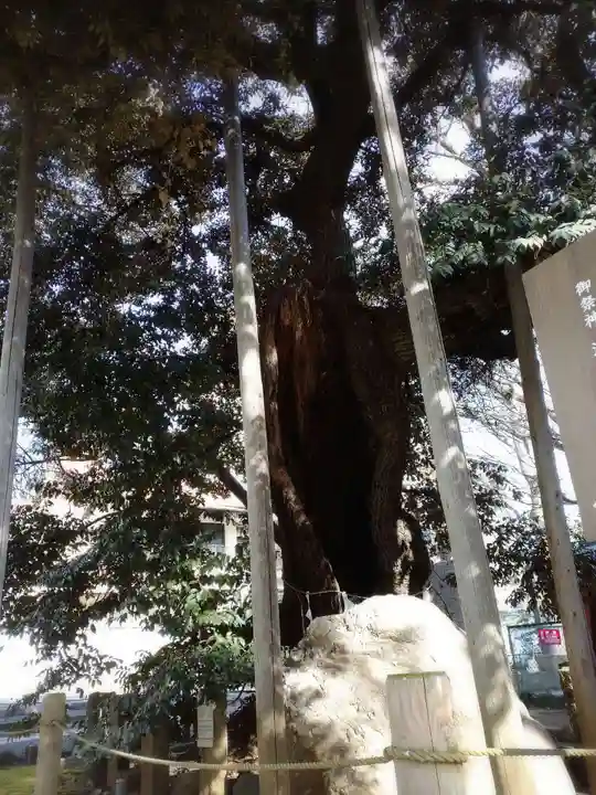 金王八幡宮の自然