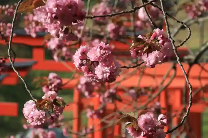 高屋敷稲荷神社の自然