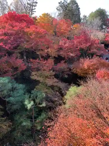 東福禅寺（東福寺）の自然