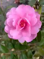 豊景神社の自然