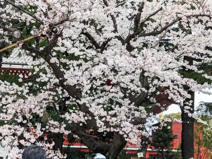 浅草神社の自然