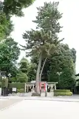 中野沼袋氷川神社の自然