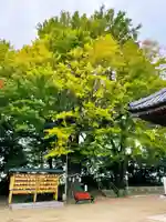 白子神社の自然