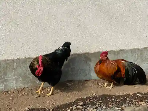 谷保天満宮の動物