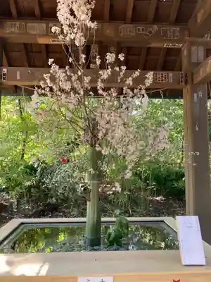 赤坂氷川神社の手水舎