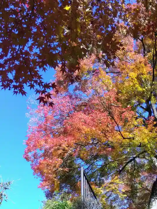 妙法寺(福井県)