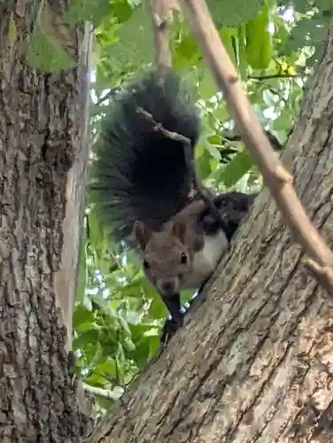角田神社の動物