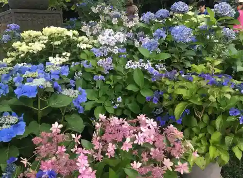 長谷寺(神奈川県)