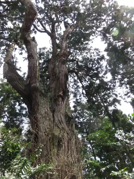 愛宕神社の自然