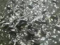 鶴岡八幡宮の動物