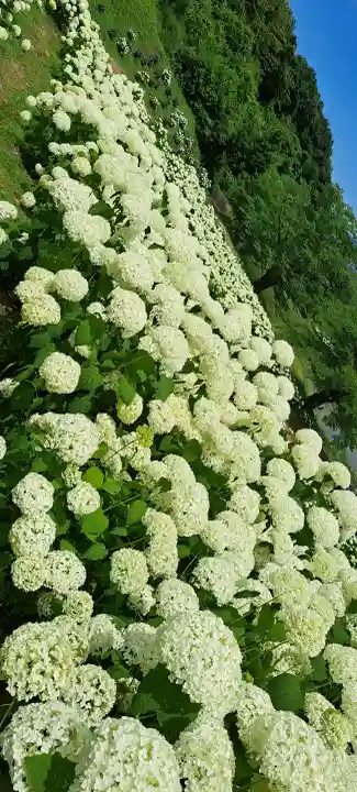 陽林寺の{uncategorized: "未分類", other: "その他", undefined: "問題あり", building: "その他建物", grave: "お墓", sacred_gate: "鳥居", guardian: "狛犬", statue: "像", buddha: "仏像", history: "歴史", nature: "自然", garden: "庭園", animal: "動物", pagoda: "塔", temizu: "手水舎", mountain_gate: "山門・神門", sanctuary: "本殿・本堂", subordinate: "末社・摂社", art: "芸術", scenery: "景色", jizo: "地蔵", ema: "絵馬", goshuin: "御朱印", omikuji: "おみくじ", items: "授与品その他", amulet: "お守り", goshuincho: "御朱印帳", eats: "食事", festival: "お祭り", votive_dance: "神楽", shichigosan: "七五三参", wedding: "結婚式", experience: "体験その他", initially: "初詣", around: "周辺", anti_infection: "感染症対策"}