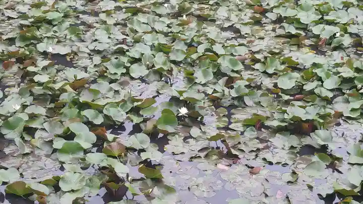 長岡天満宮の庭園