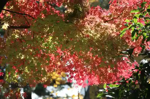 開成山大神宮の自然