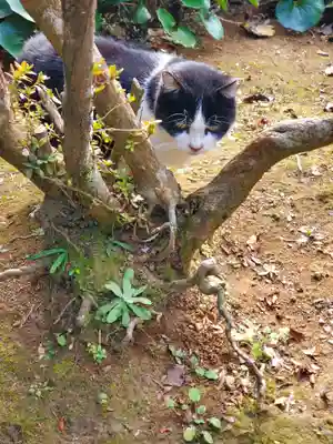 唐澤山神社(栃木県)