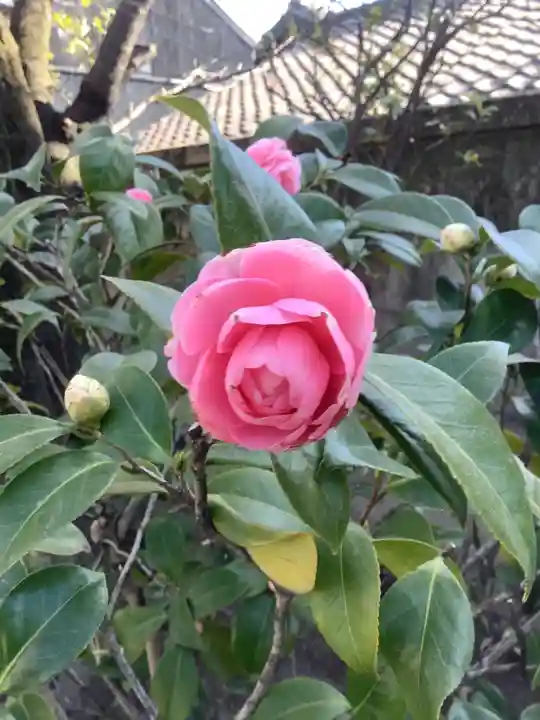 四季桜の寺 妙乗院の自然