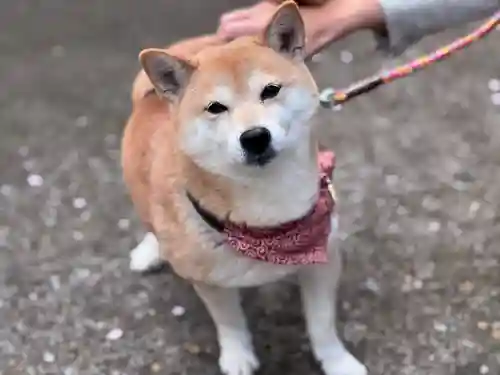 尻岸内八幡神社の動物
