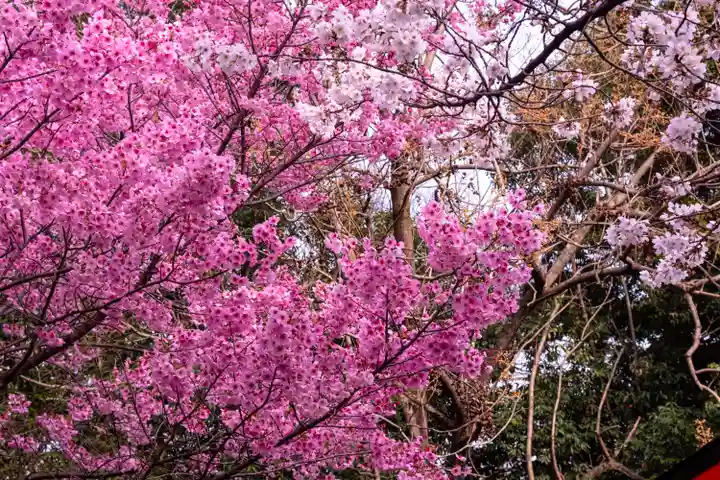 平野神社(京都府)