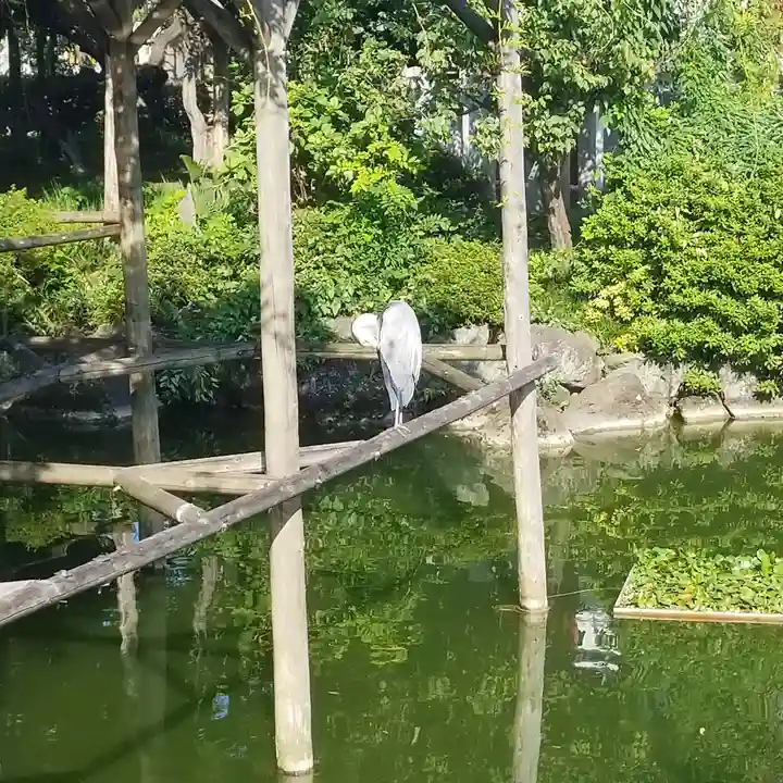 亀戸天神社の動物