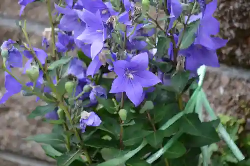 加茂神社(滋賀県)