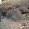 くまじろうさんのプロフィール画像