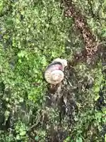 箱根神社の動物