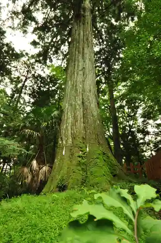 須山浅間神社(静岡県)
