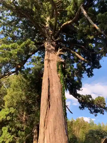 八幡大神の自然