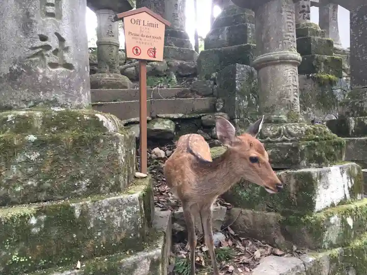 東大寺の動物