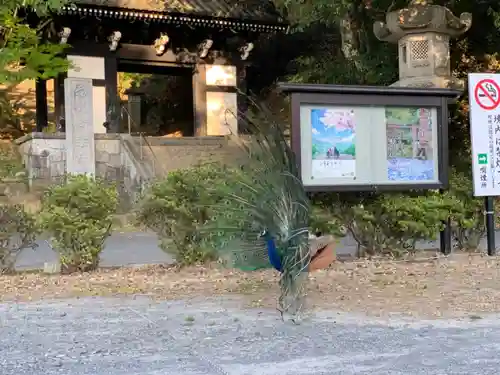 楽法寺（雨引観音）の山門・神門