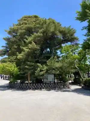 鶴岡八幡宮(神奈川県)