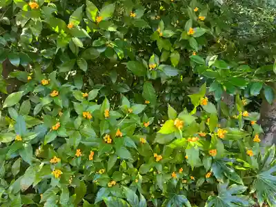 木嶋坐天照御魂神社(京都府)