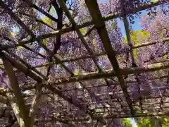 亀戸天神社の自然