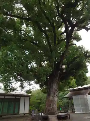 平野神社(京都府)