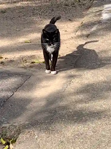 御崎神社の動物