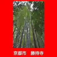 勝持寺(花の寺)の自然