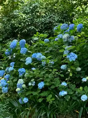 明月院(神奈川県)
